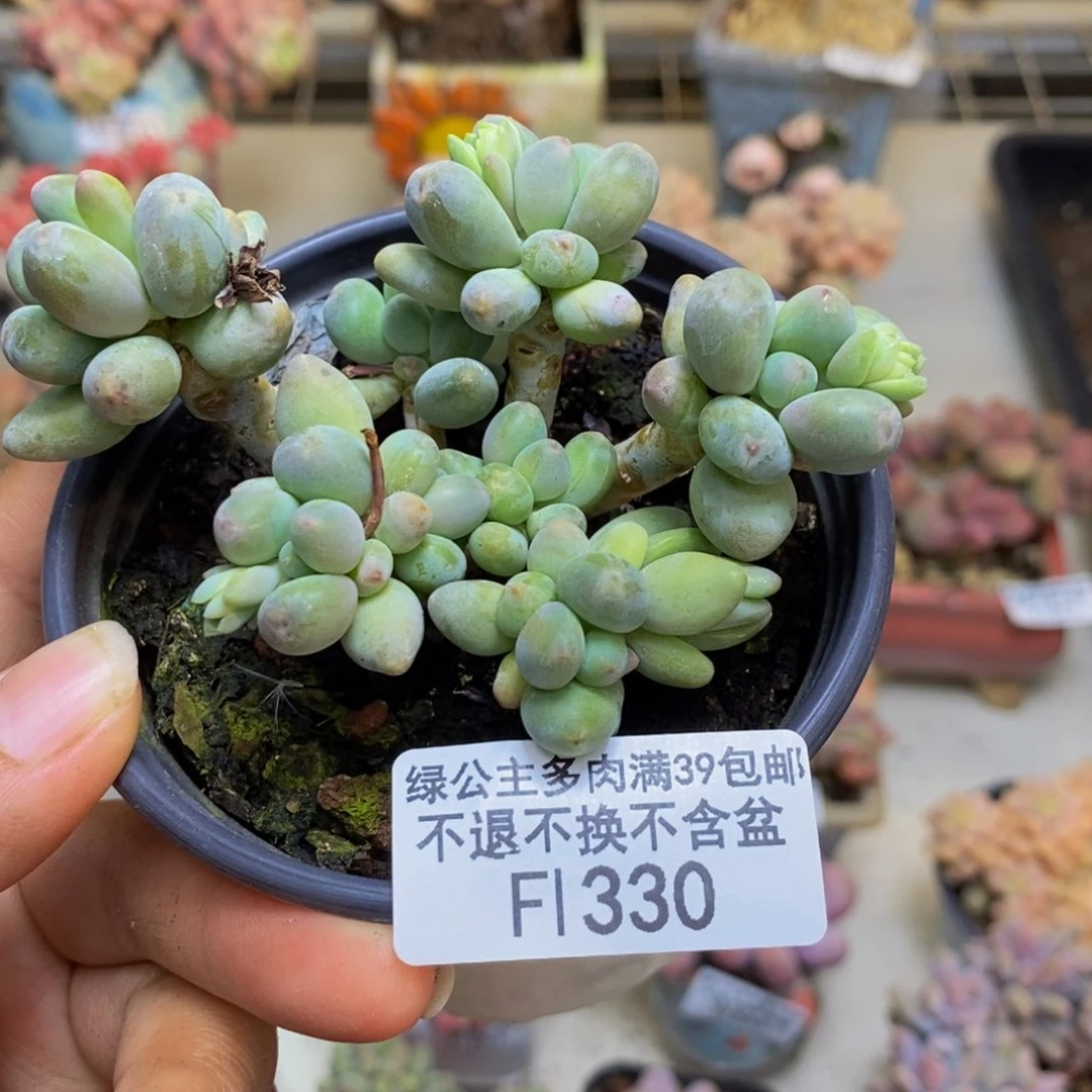 330苹果奶多肉7c m