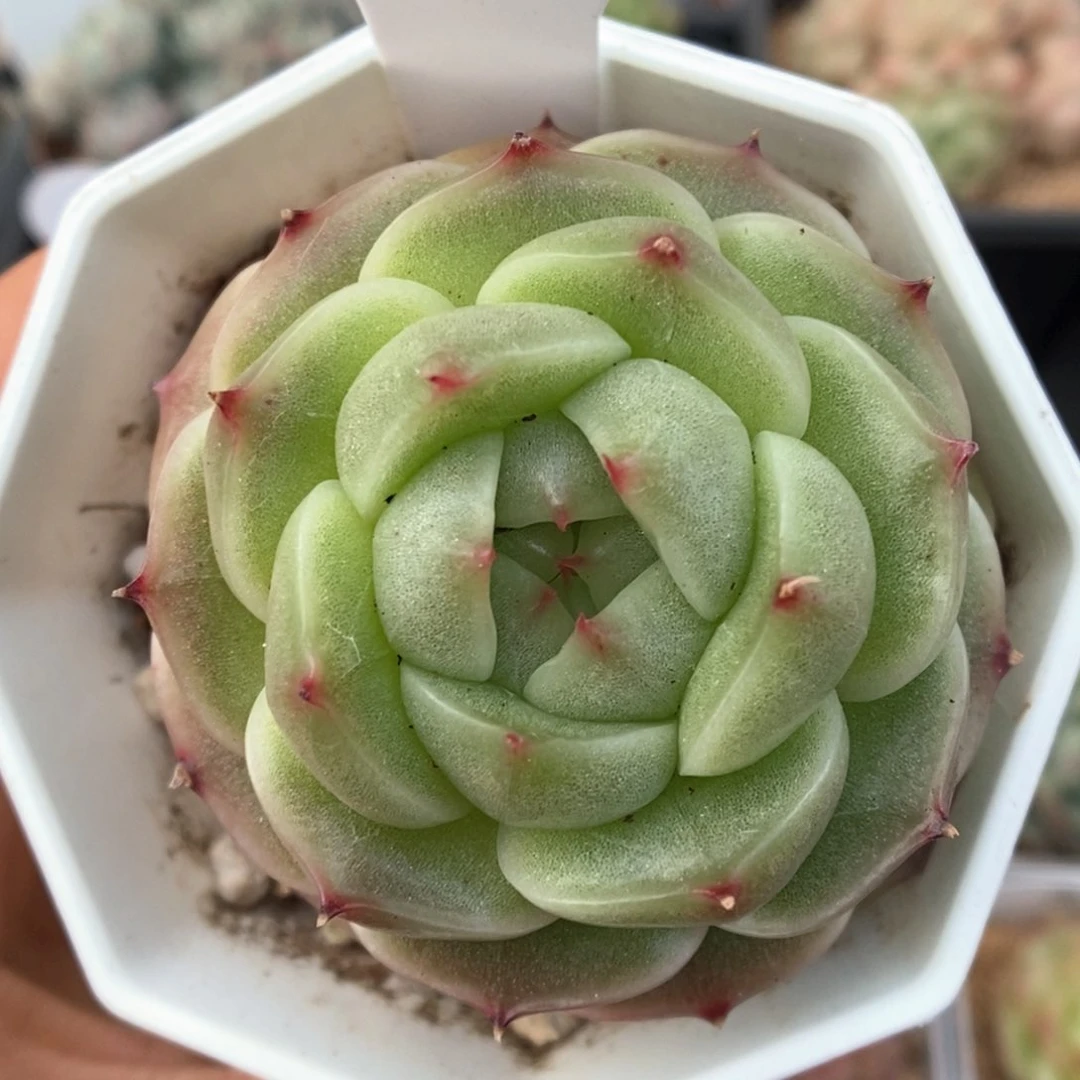 流光麦杆可拍993号。