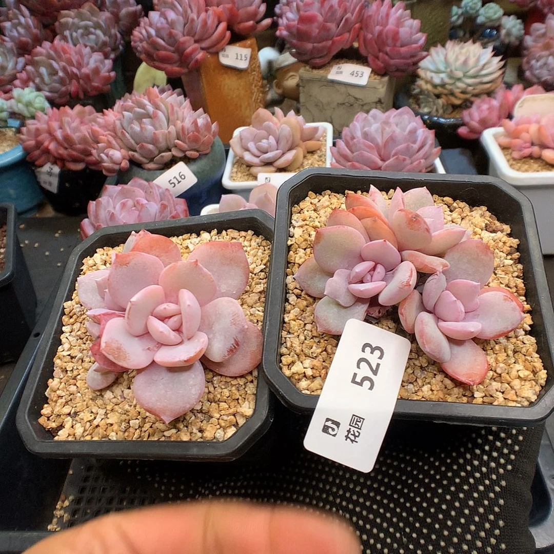 523奶茶多肉植物6666