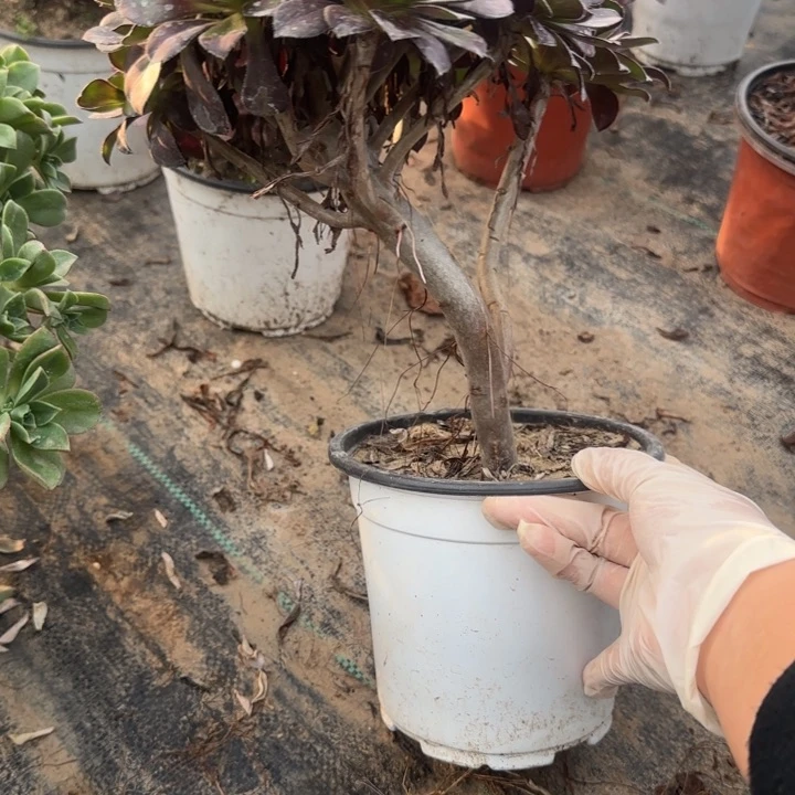 366两单包邮黑原叶。