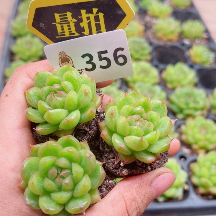 多肉植物多肉植物