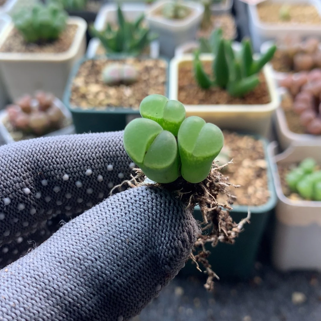 774风铃母本一颗