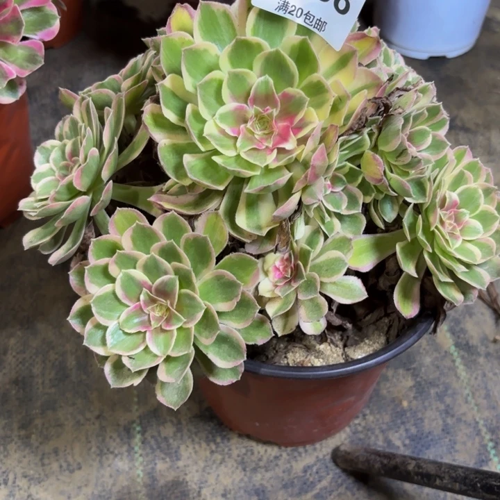 瑞妈多肉园艺798。孔雀翎