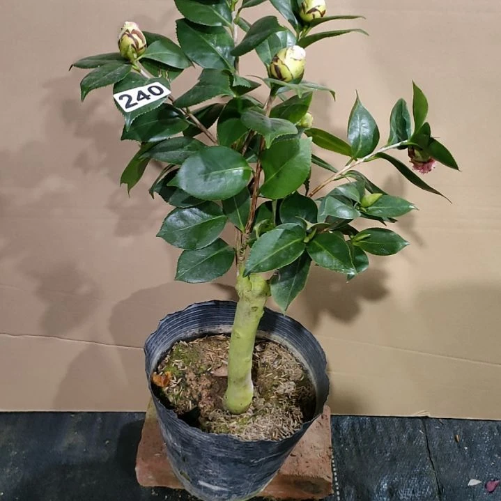 240依恋，水晶皇后，原盆原土发货