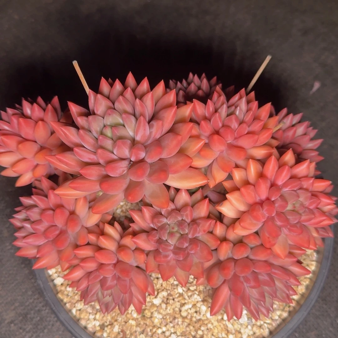 万***点多肉植物的生长发育和生长