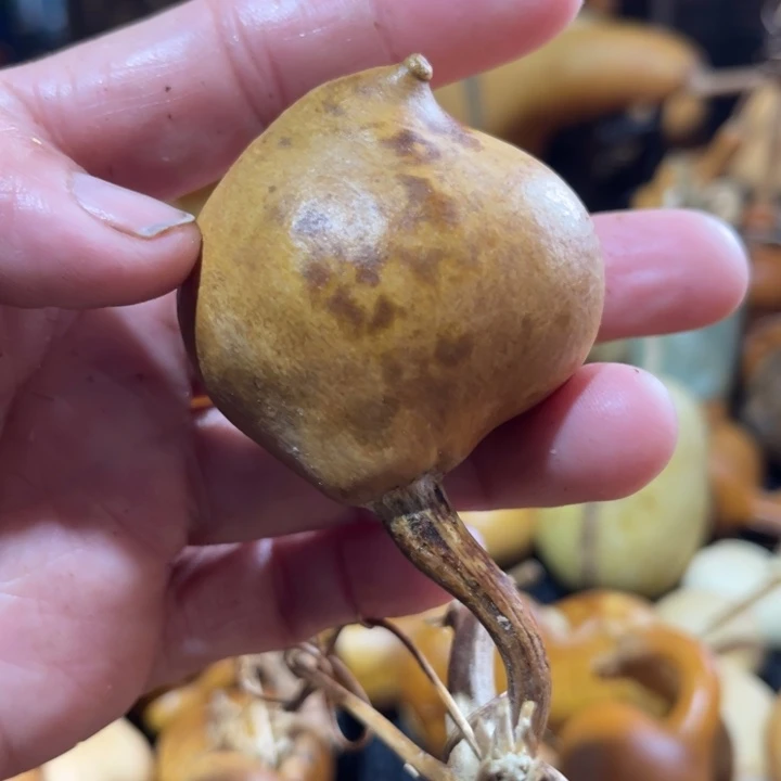 今***吗葫芦葫葫芦葫葫芦葫