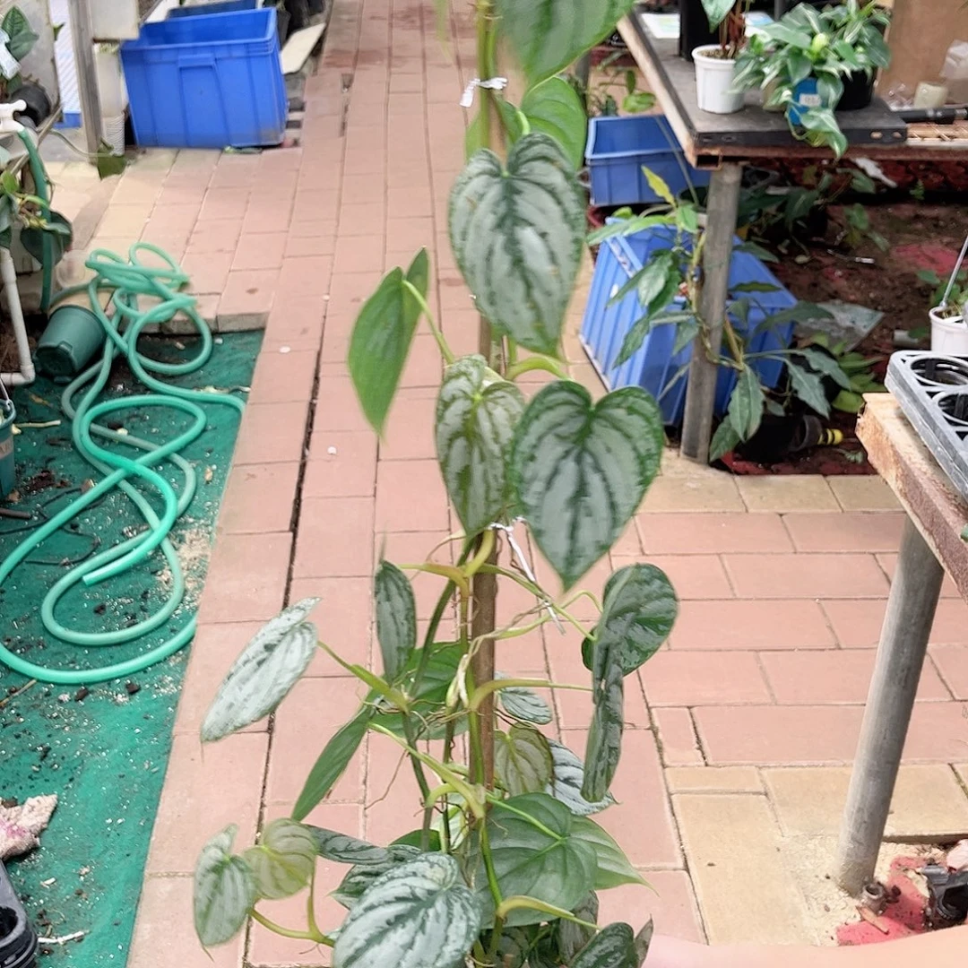 完全开放370白兰地
