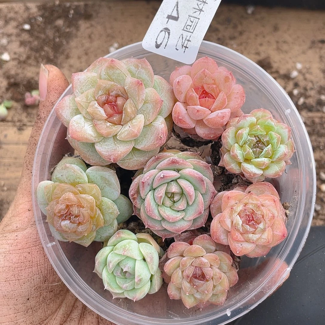 多肉植物多肉植物346