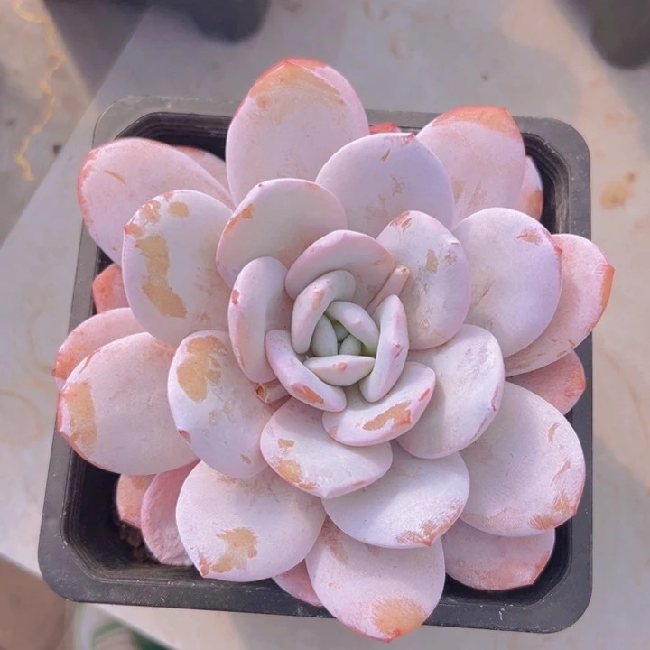 健健康康平平安安