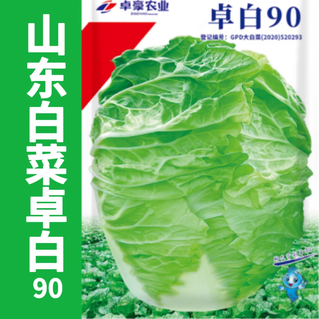 山东杂交白菜卓白90春秋多叶结球白菜种子