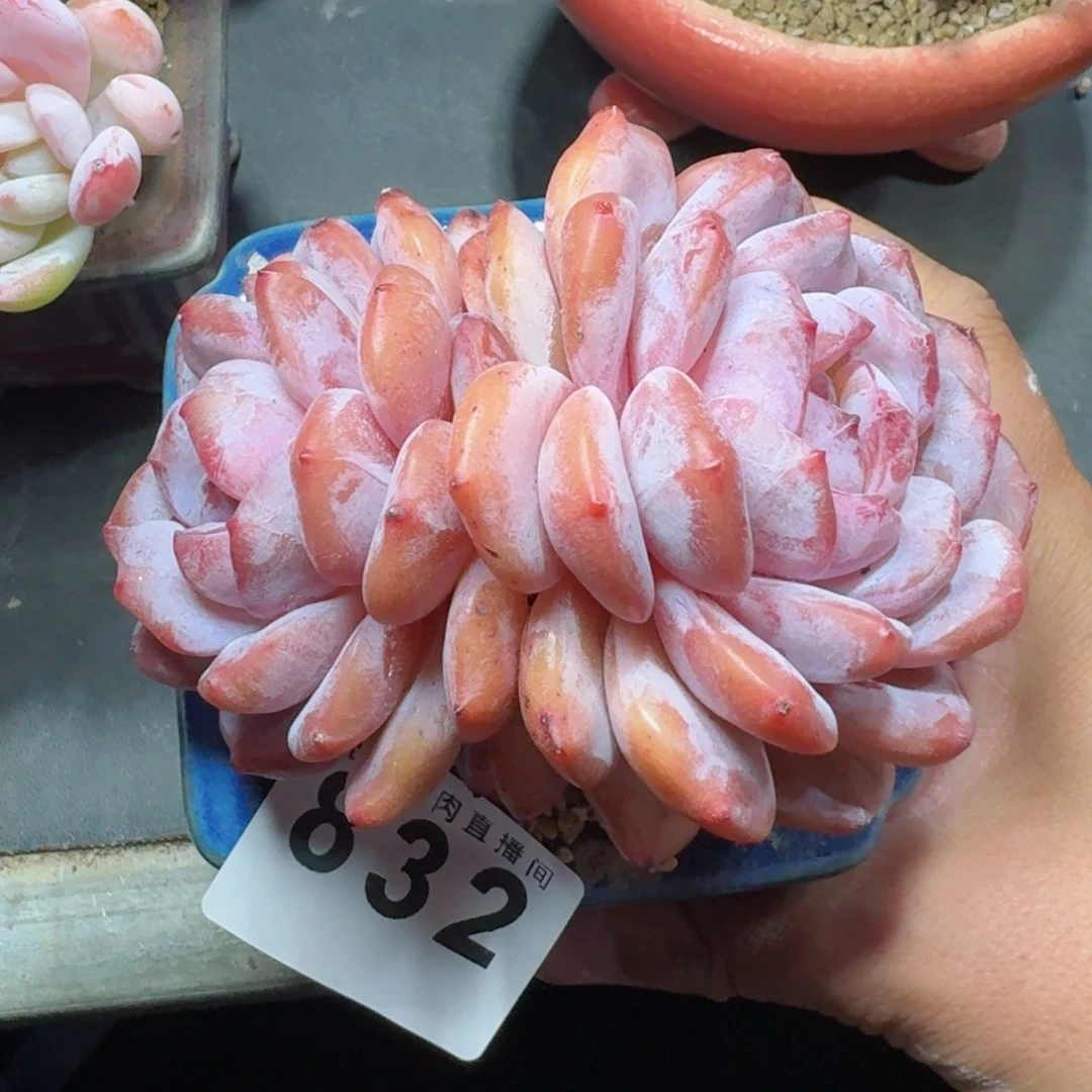 薰***草雪之魄      愿你一路坦途，乘风破浪展宏图