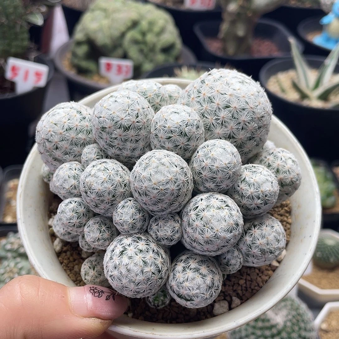 大玉白鸟群仙人球多肉