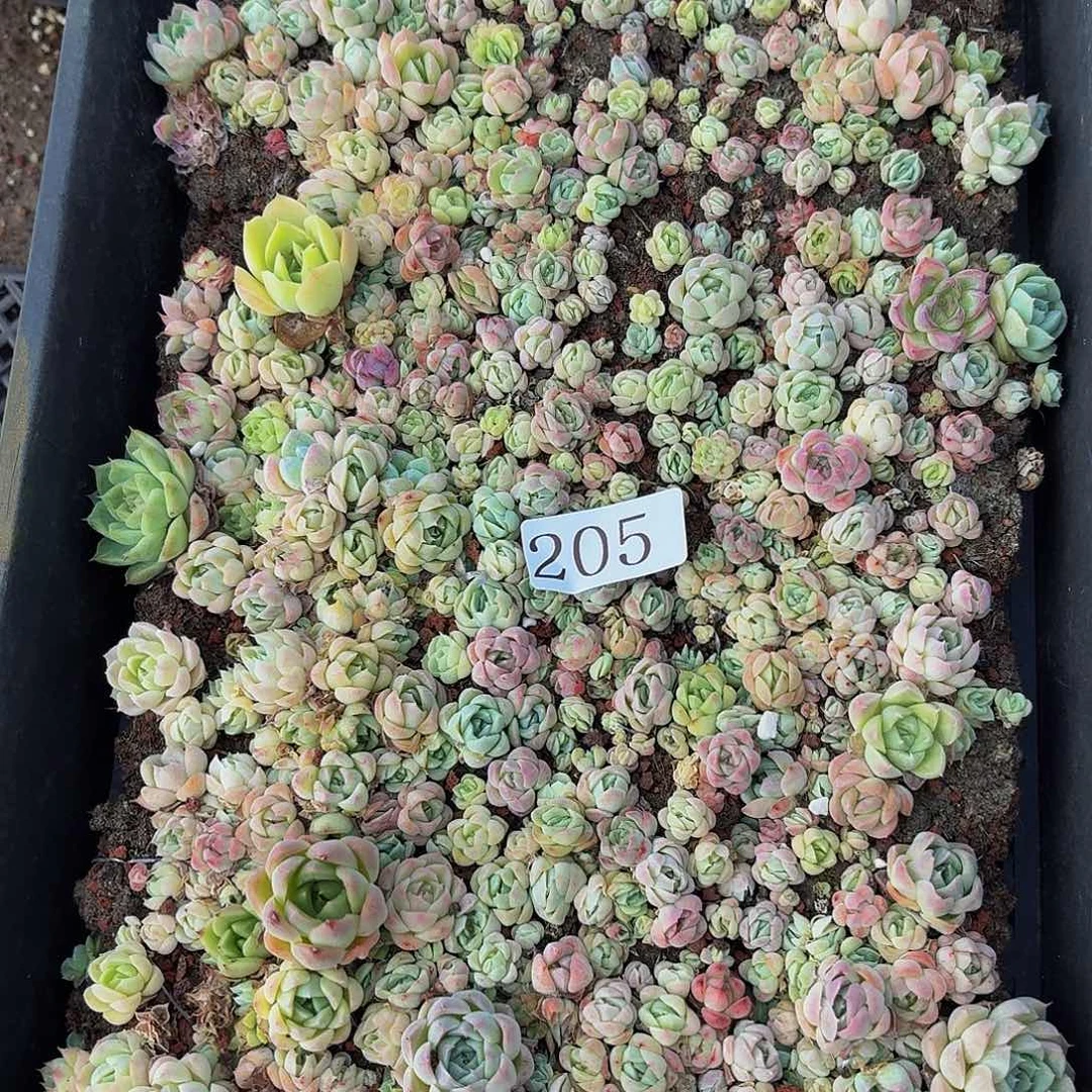 多肉植物多肉植物205