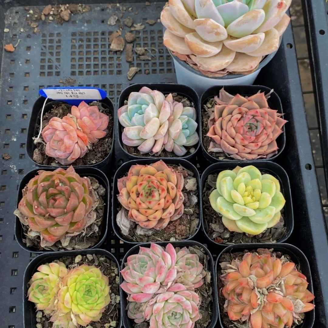 14-精品框拍美肉十个