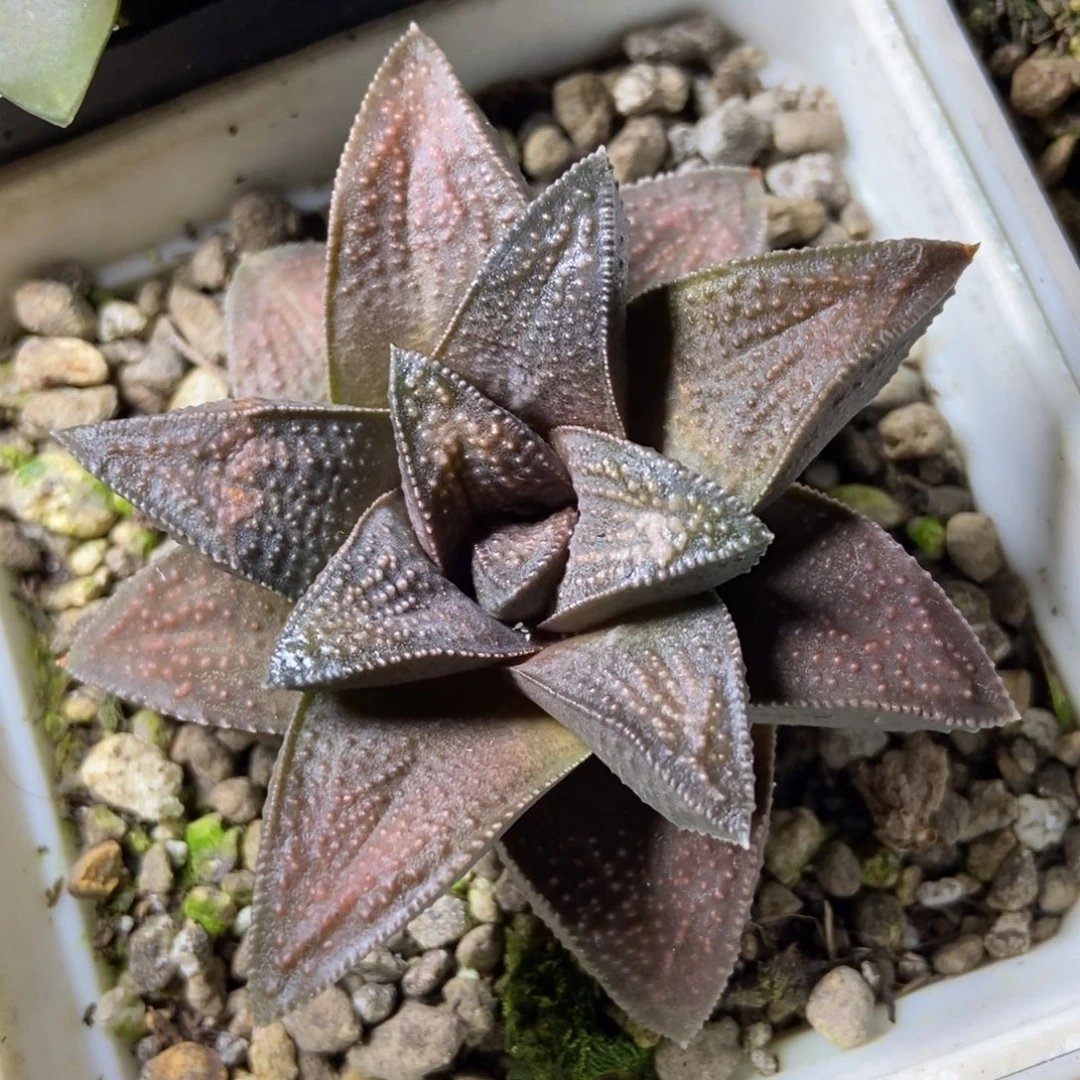 是是是是是是是是是寿