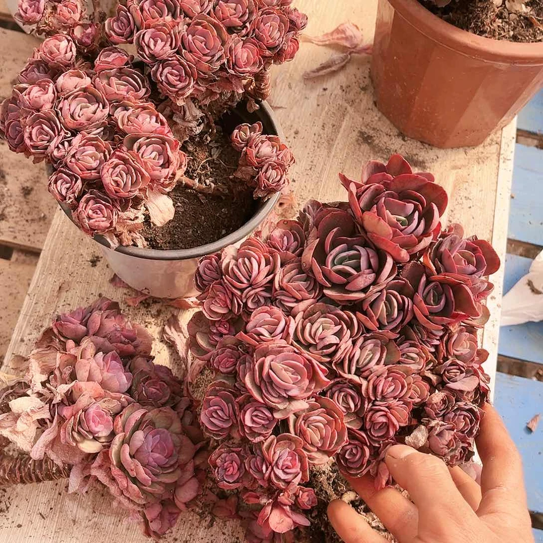 小叶秀雅9.98多肉植物