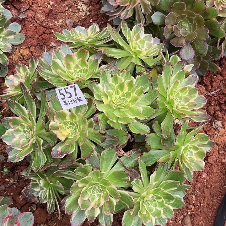 557万花筒朵朵福利不包断