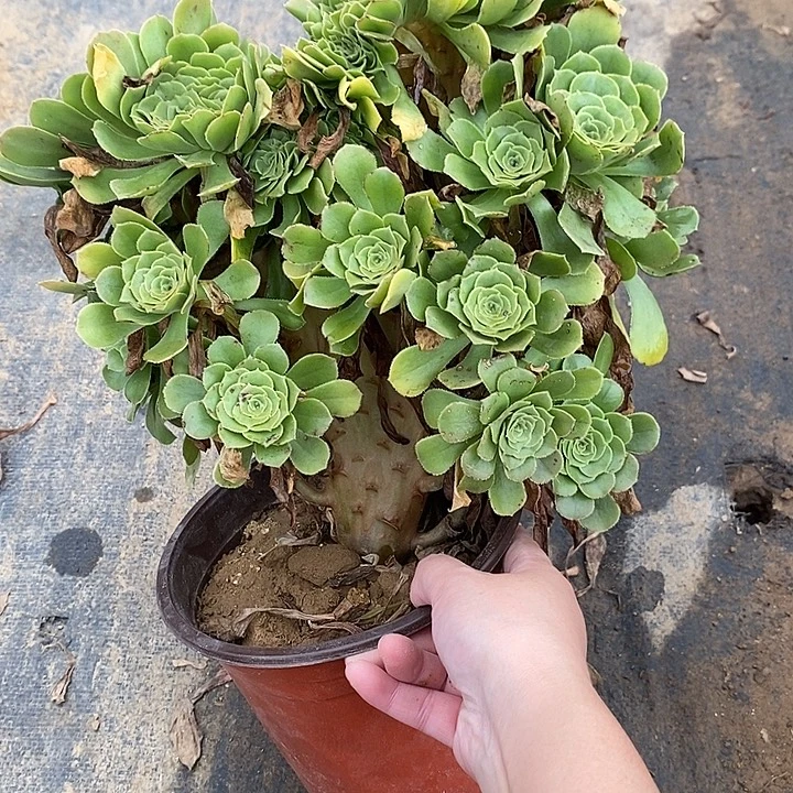 绿羊绒缀13多肉植物法师法师