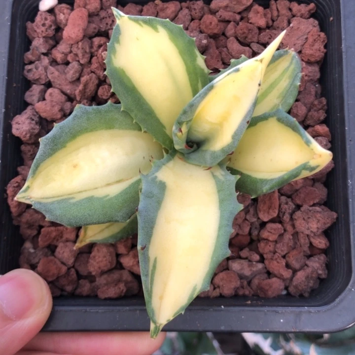 赤牙龙黄中斑龙舌兰