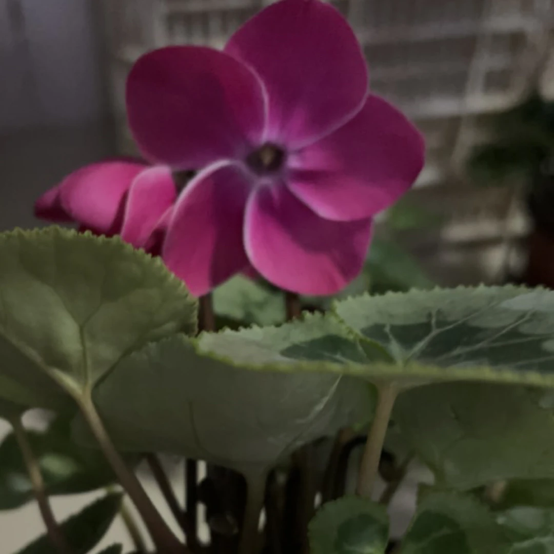 银叶荷，仙客来带花带花苞中颗