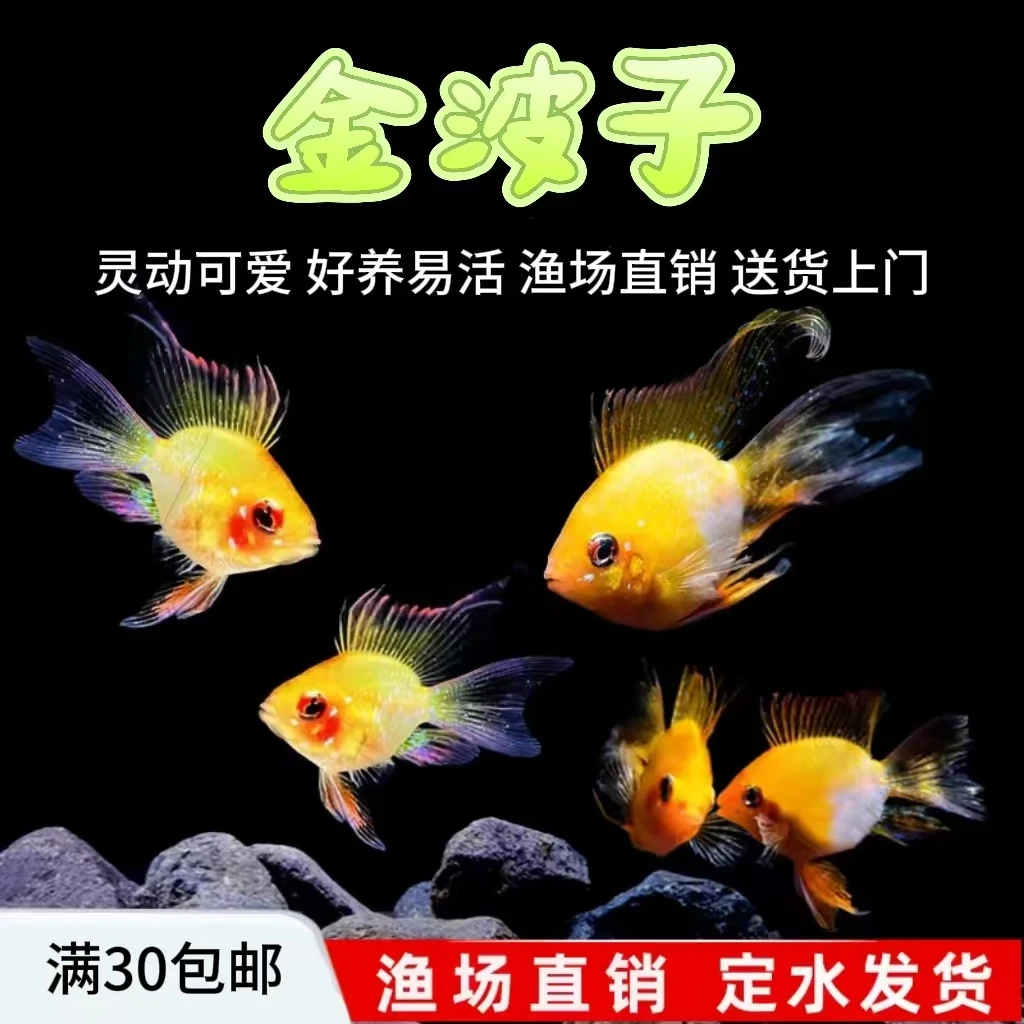 桃心长尾阿凡达金波子凤凰小型热带观赏鱼种鱼