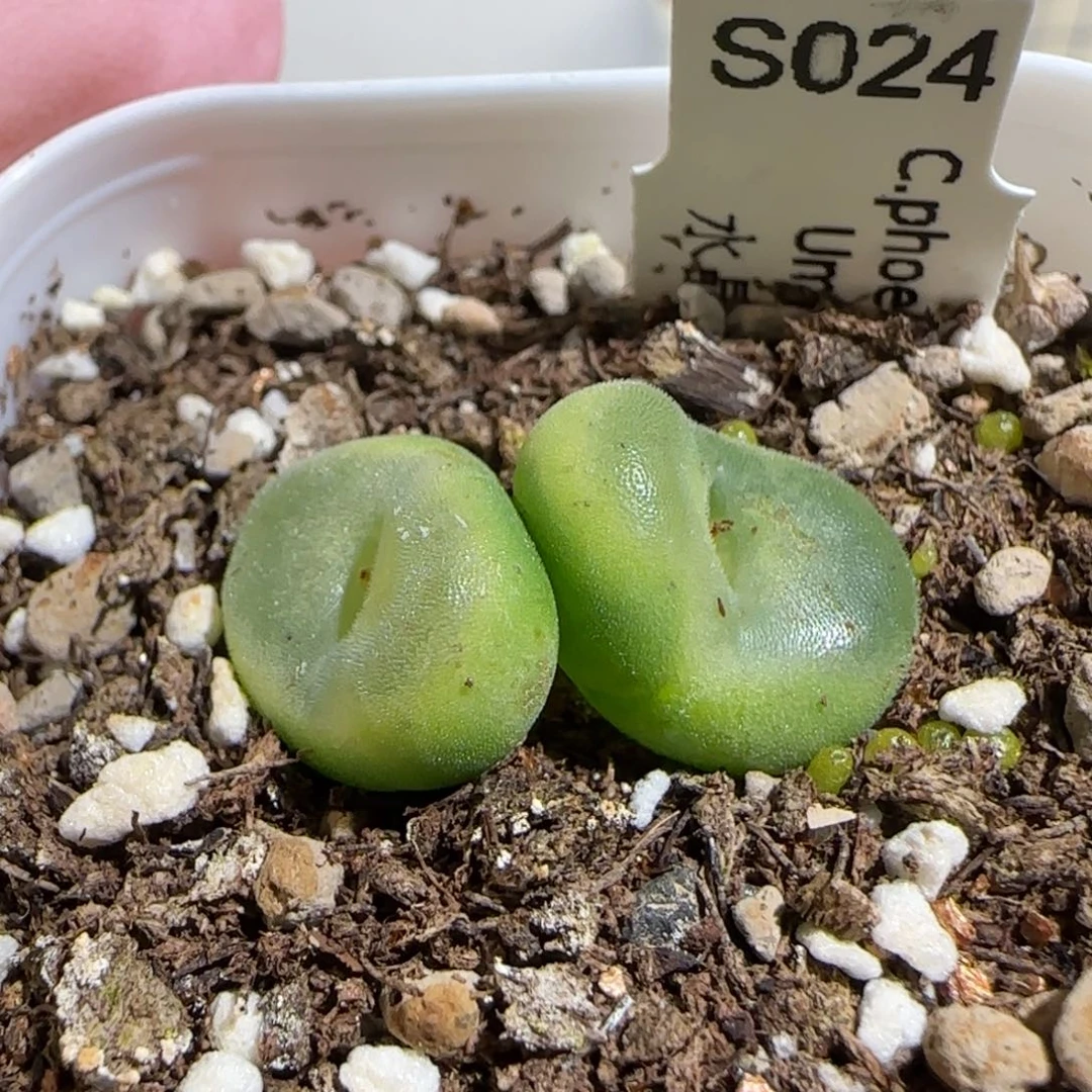 肉锥多肉植物组合-水晶鞋1680