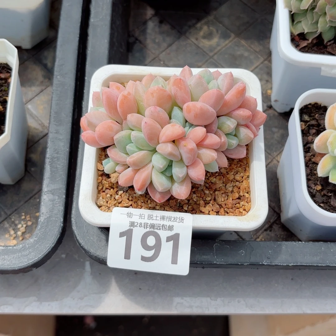 芙丽朵老桩无盆土发货
