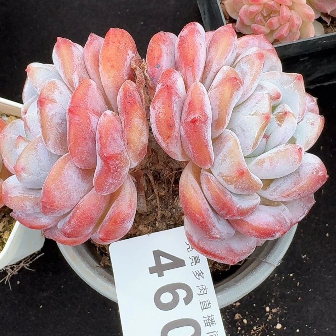 雪之魄            精美多肉植物