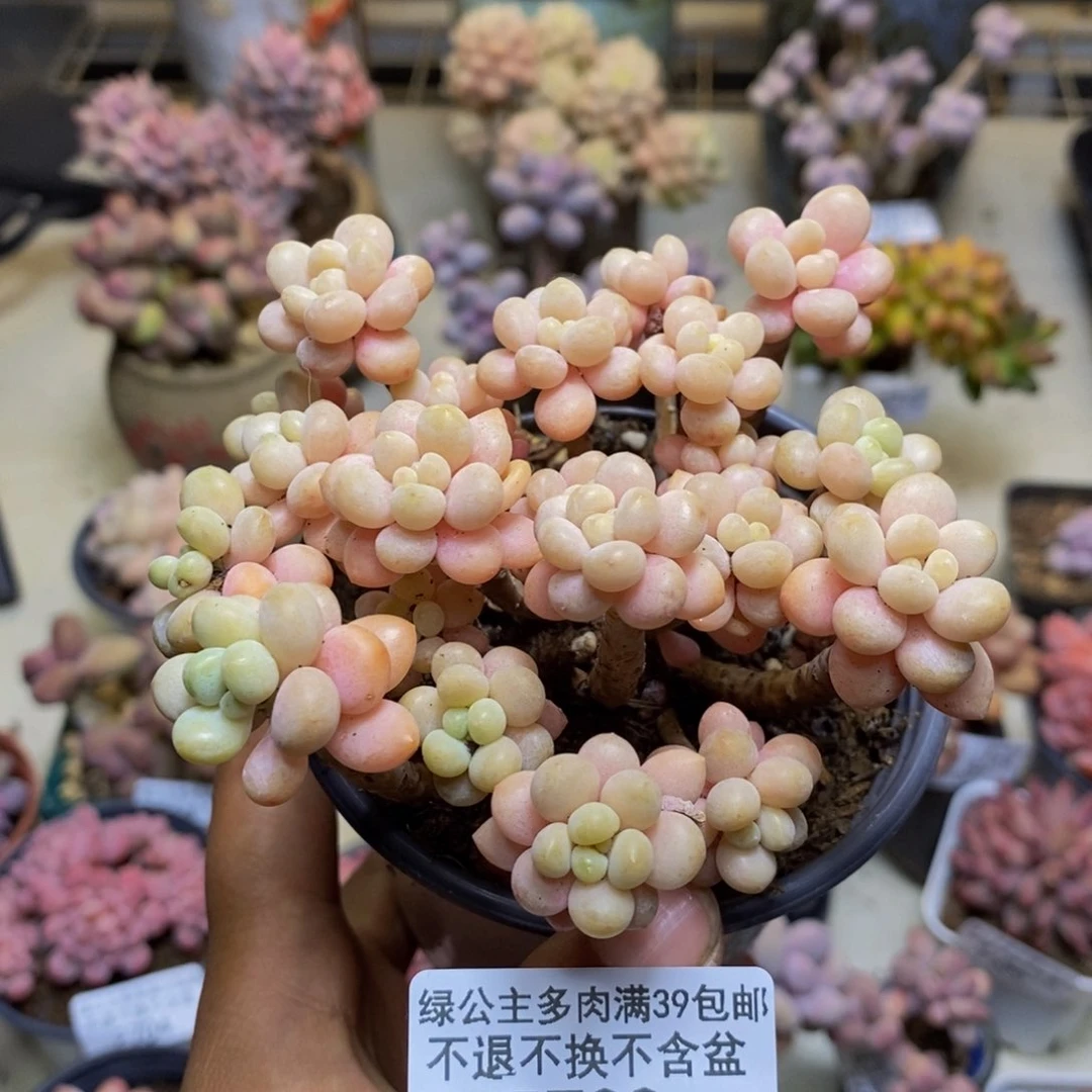 733鱼子酱多肉9cm