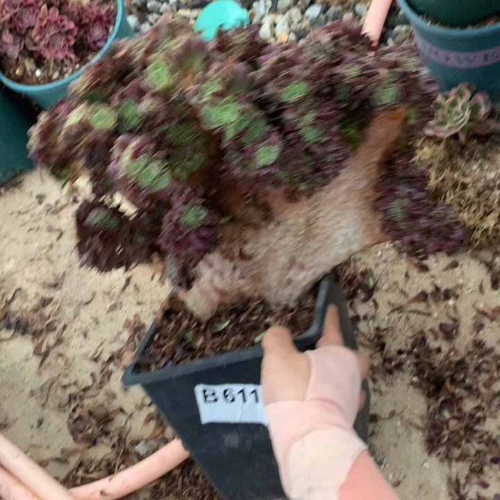 有侧修欧缀化脱土发货啊