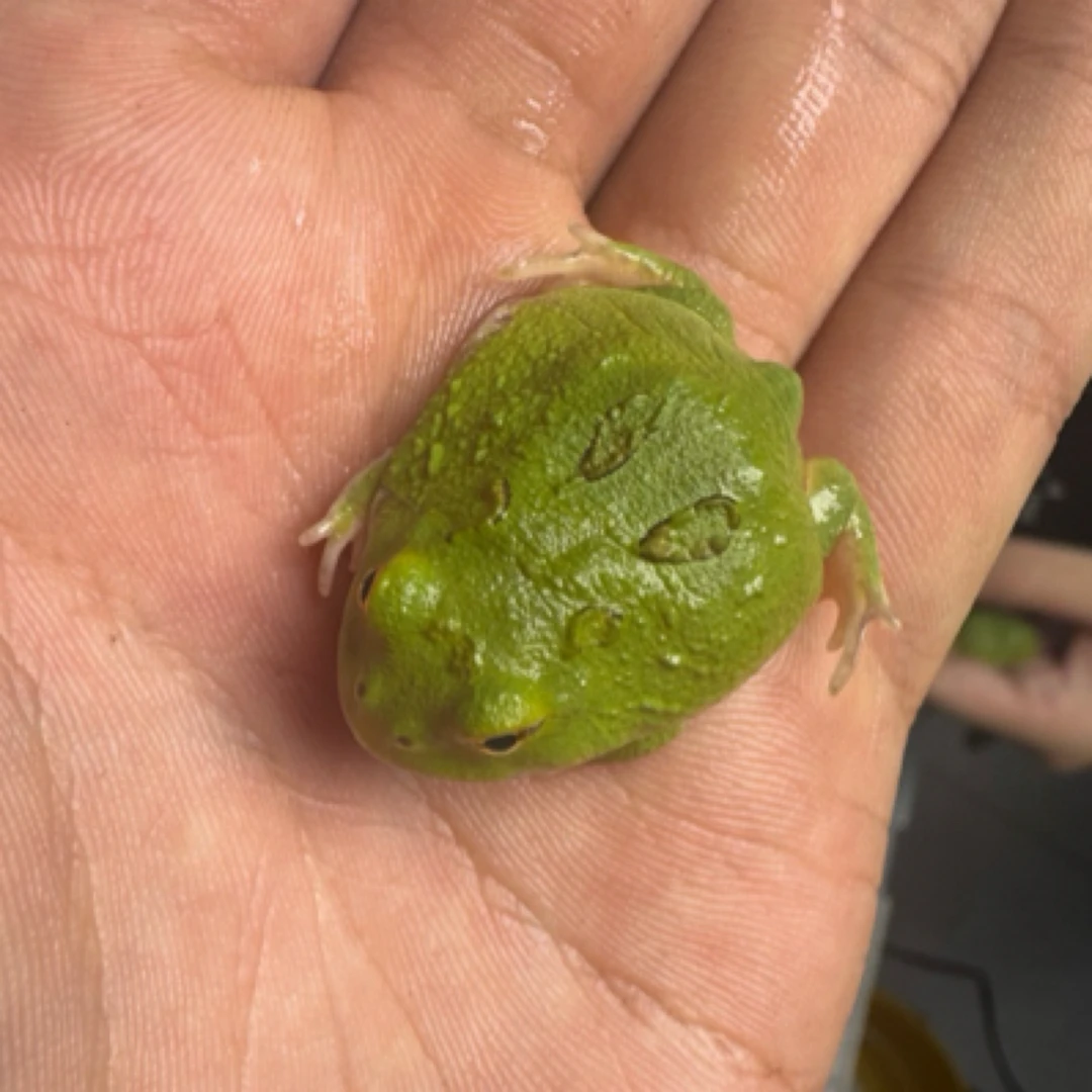 3.5-4cm蛋黄抹茶角蛙可以自己挑活动促销到货录开箱视频包售后