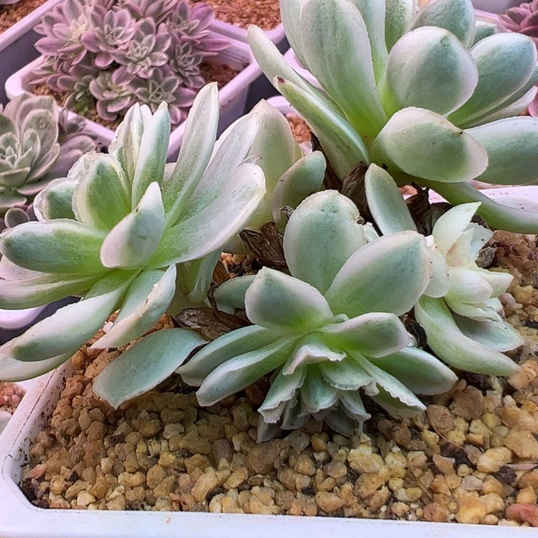 山地玫瑰锦秋夕1480号