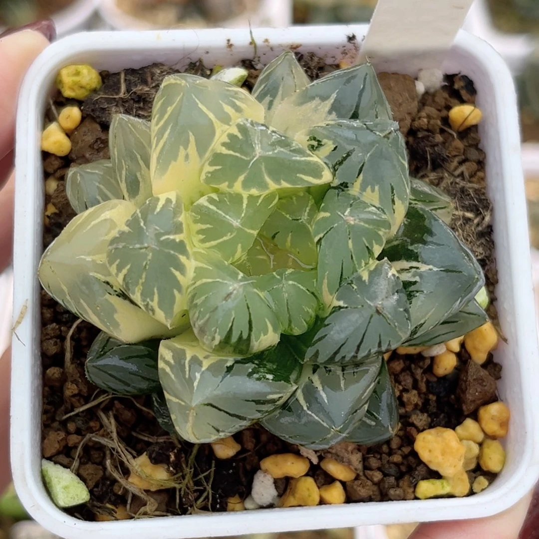 181糊斑趋势大窗水晶玉露锦福利专场