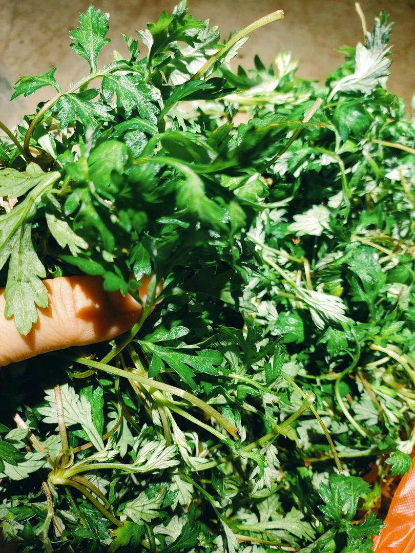 野生新鲜艾草3斤5斤