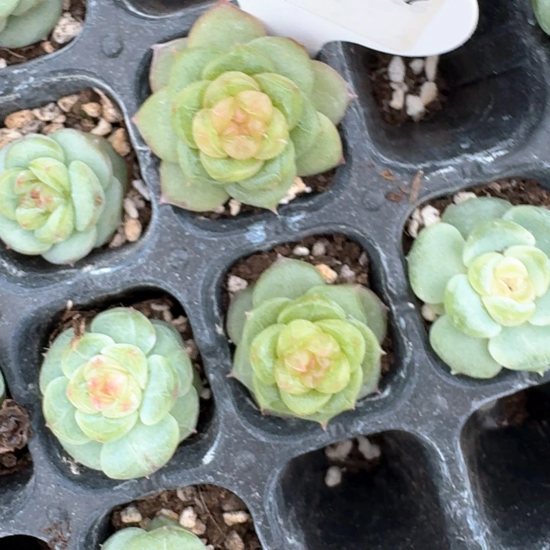 0627-087-1059单头量拍