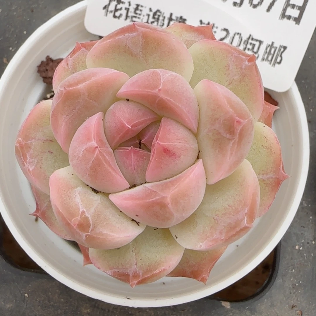 花语逸镜0207-646