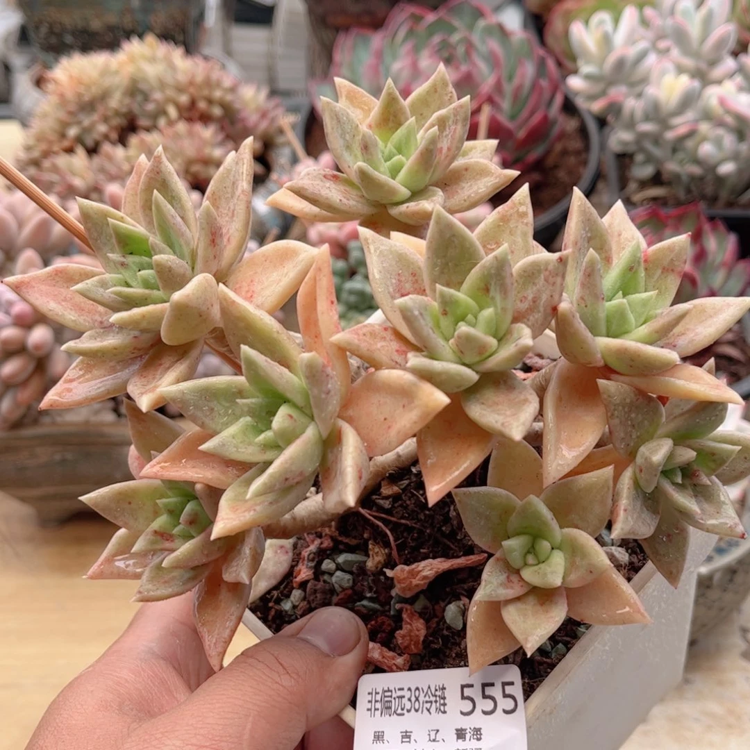 555黄金表丽娜德华多肉