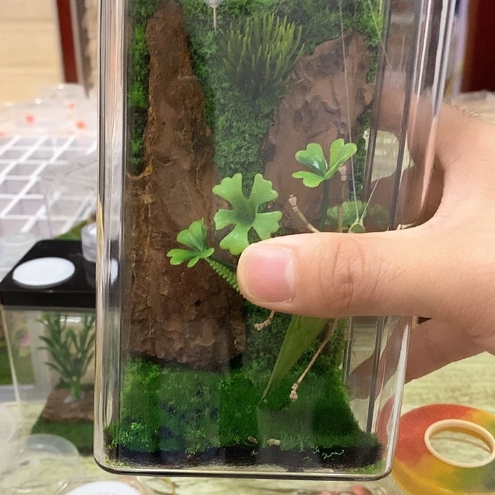 东*翡螽一个20高生态罐