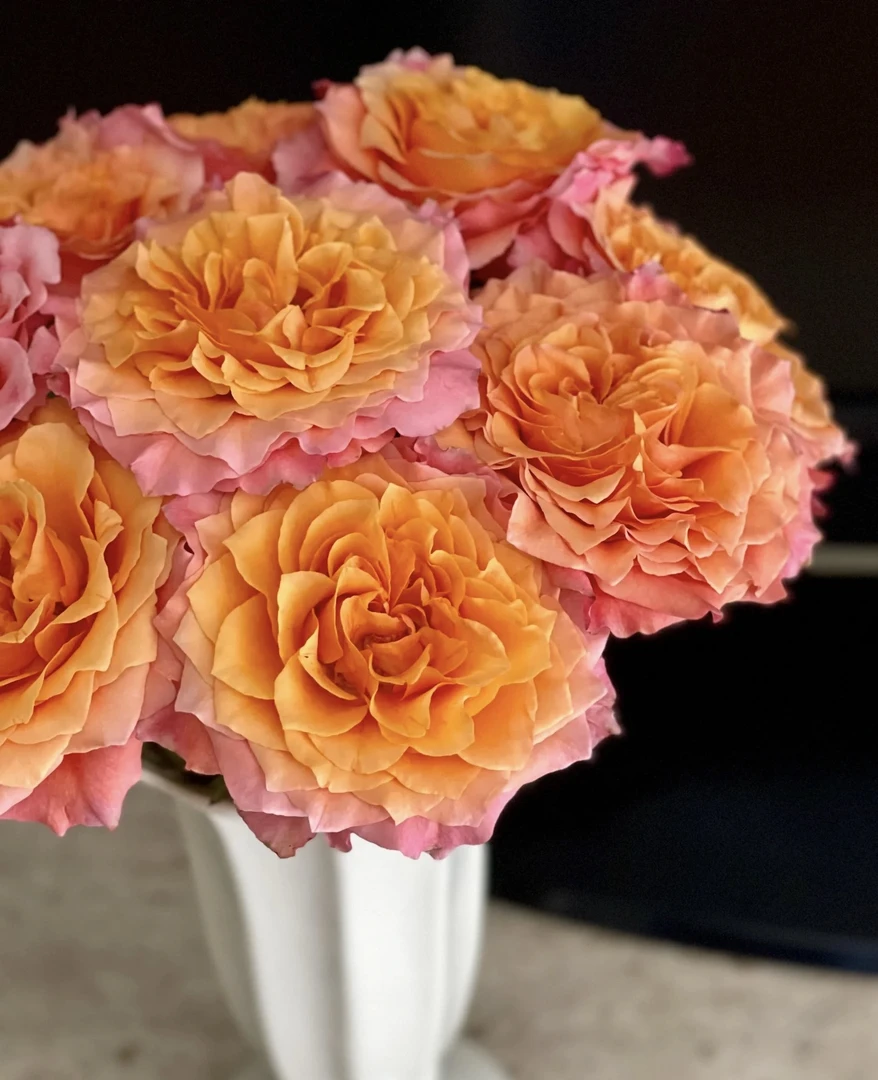 鲜花【葡噗花舍】火灵鸟玫瑰 10支    云南基地直发