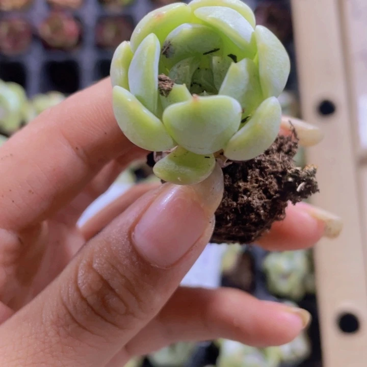 27精品哈尼2米3颗