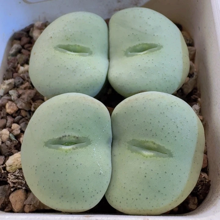 46 超级大饼。