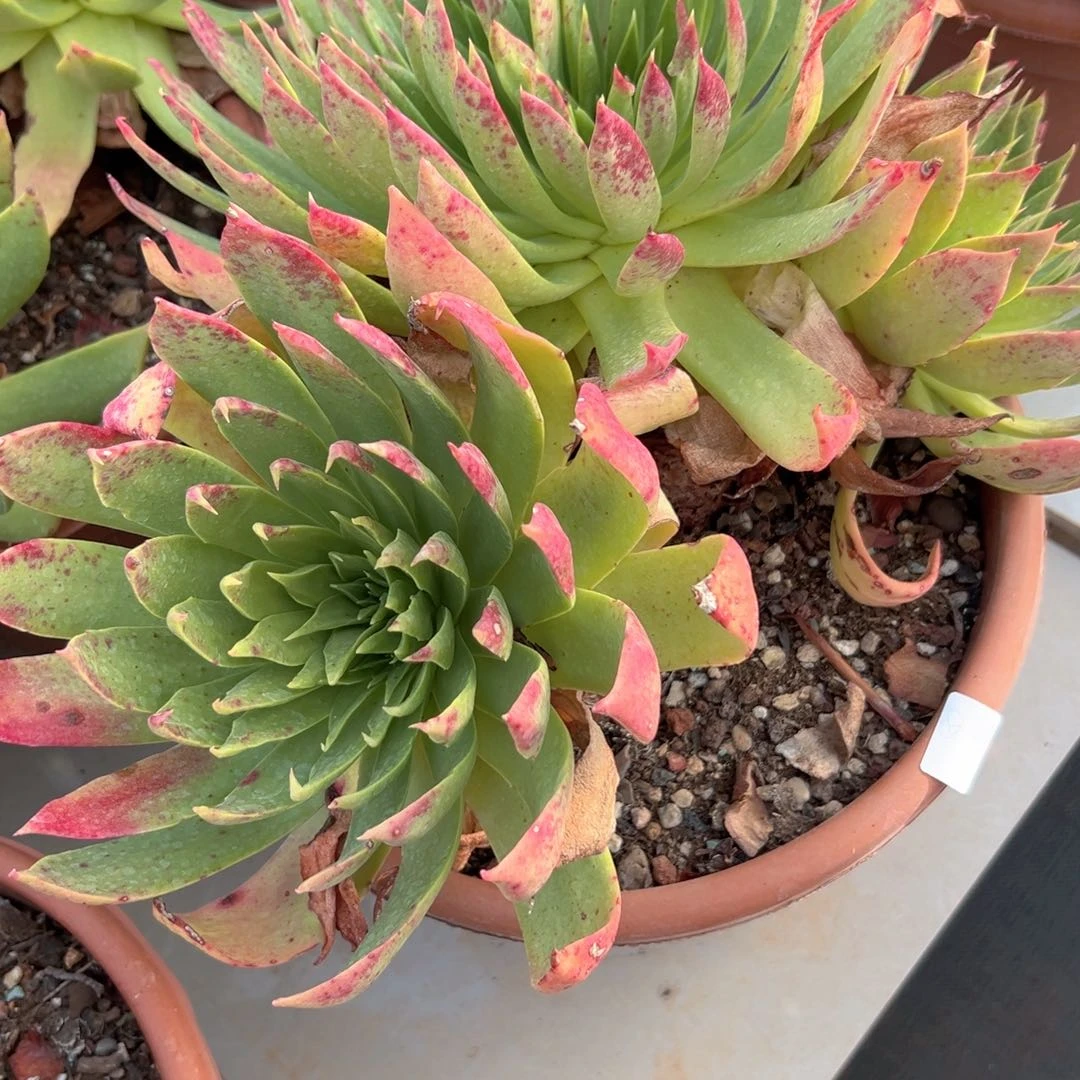 野生仙女杯一株包邮