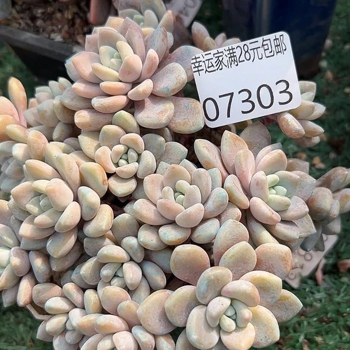 幸运的人会遇到你喜欢你