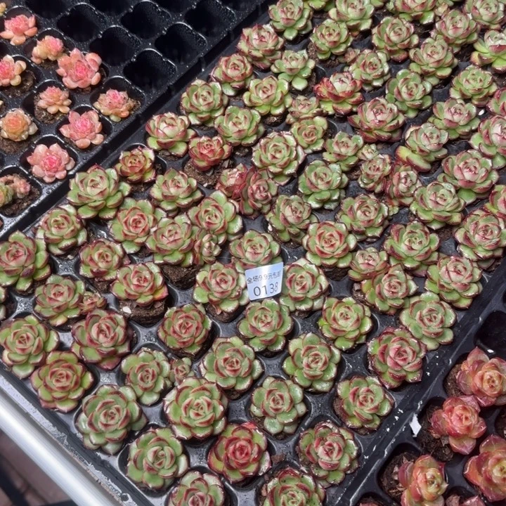 新店开播福利全场¥9.9包邮 138