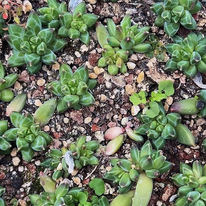 10颗美人系列多肉植物