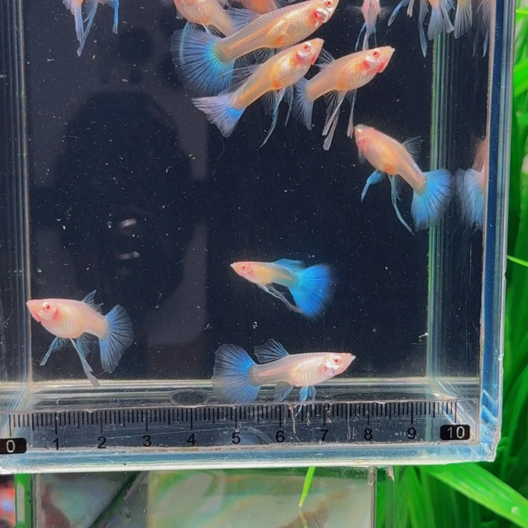 孔雀鱼蓝白母鱼缎带大c，公鱼普通体，1对