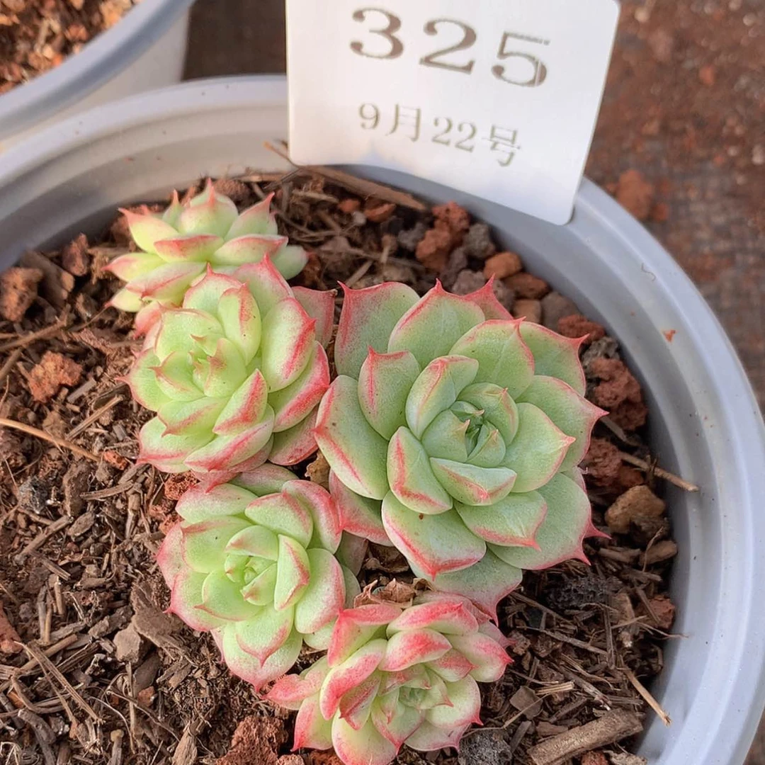 【闪购商品】云325号