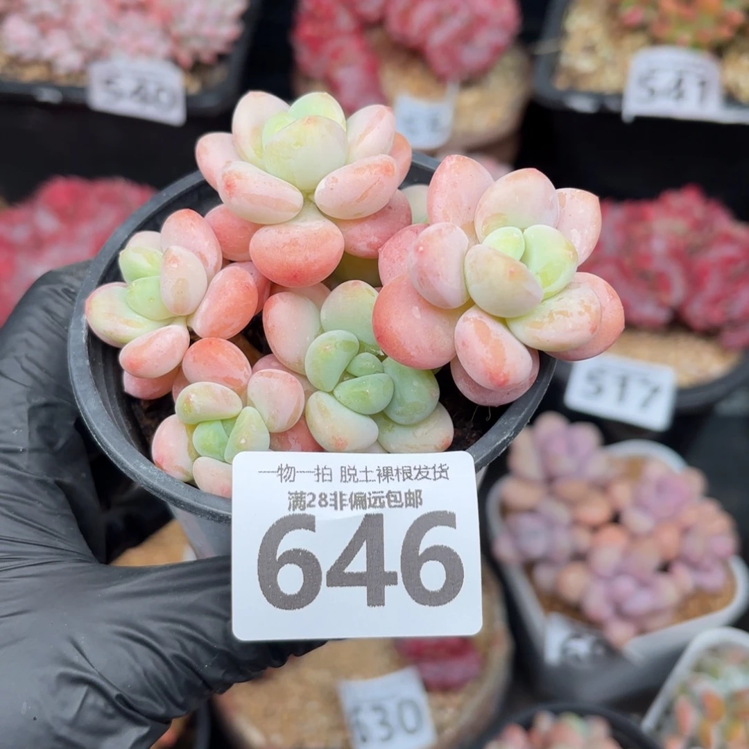 橘子洛神无盆土发货