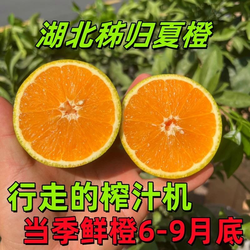 新鲜当季夏橙榨汁专用高山橙子非伦晚橙