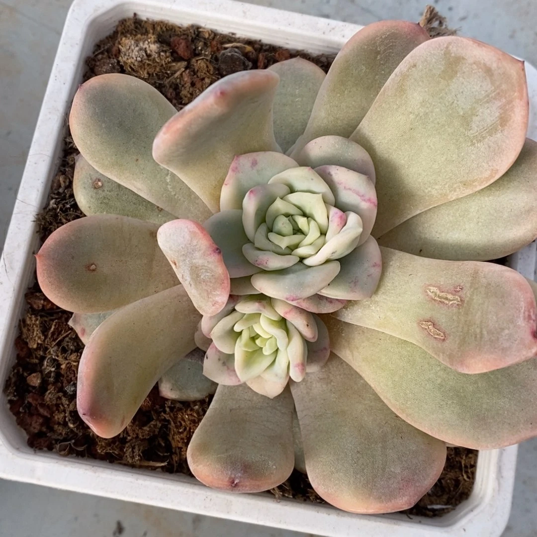 兜****）梦露锦多肉植物